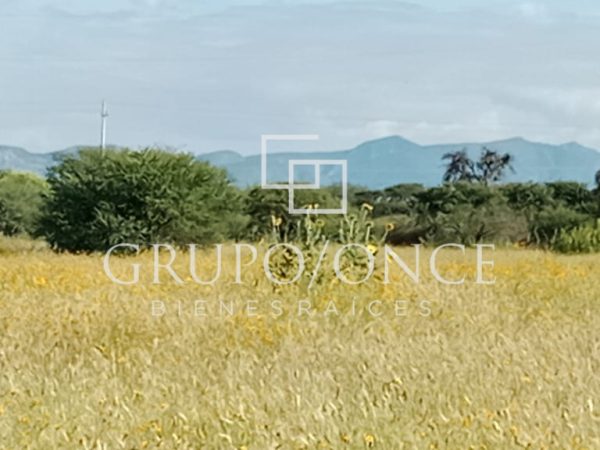 Grupo Once
